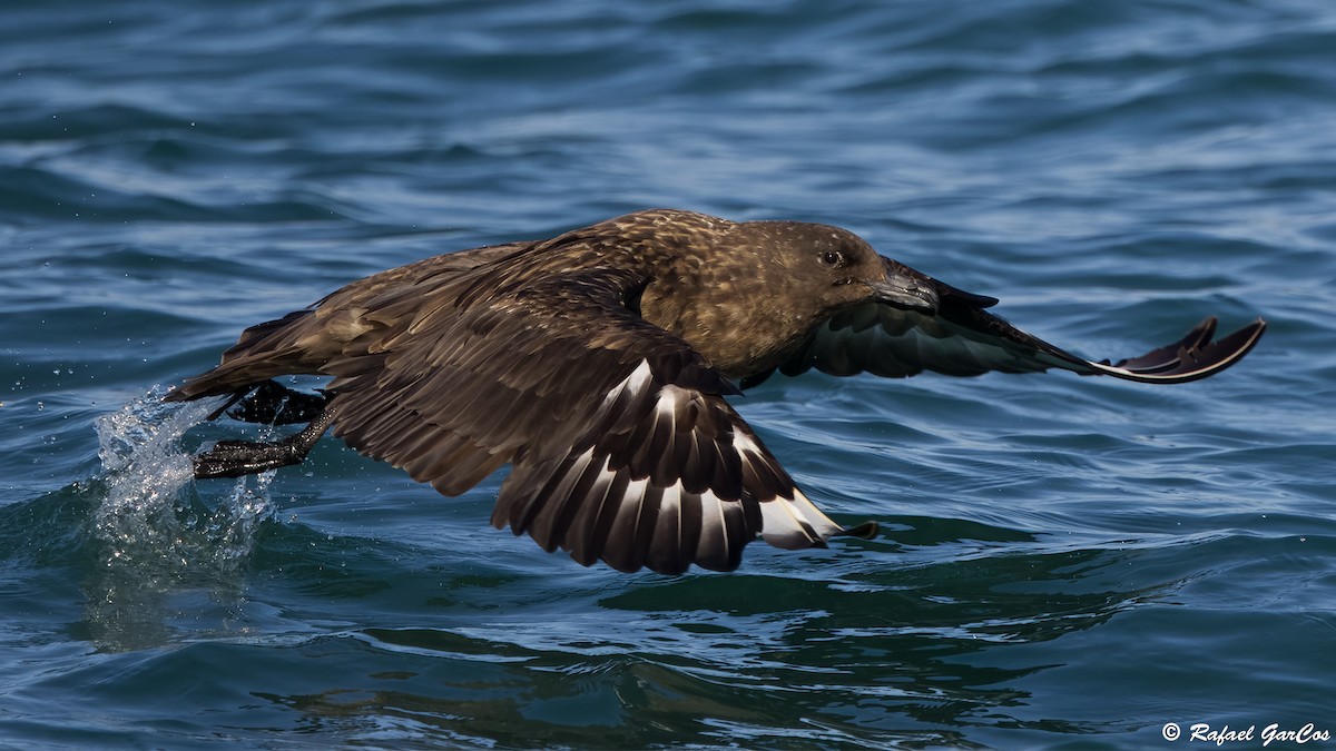 Большой поморник - ML646601819