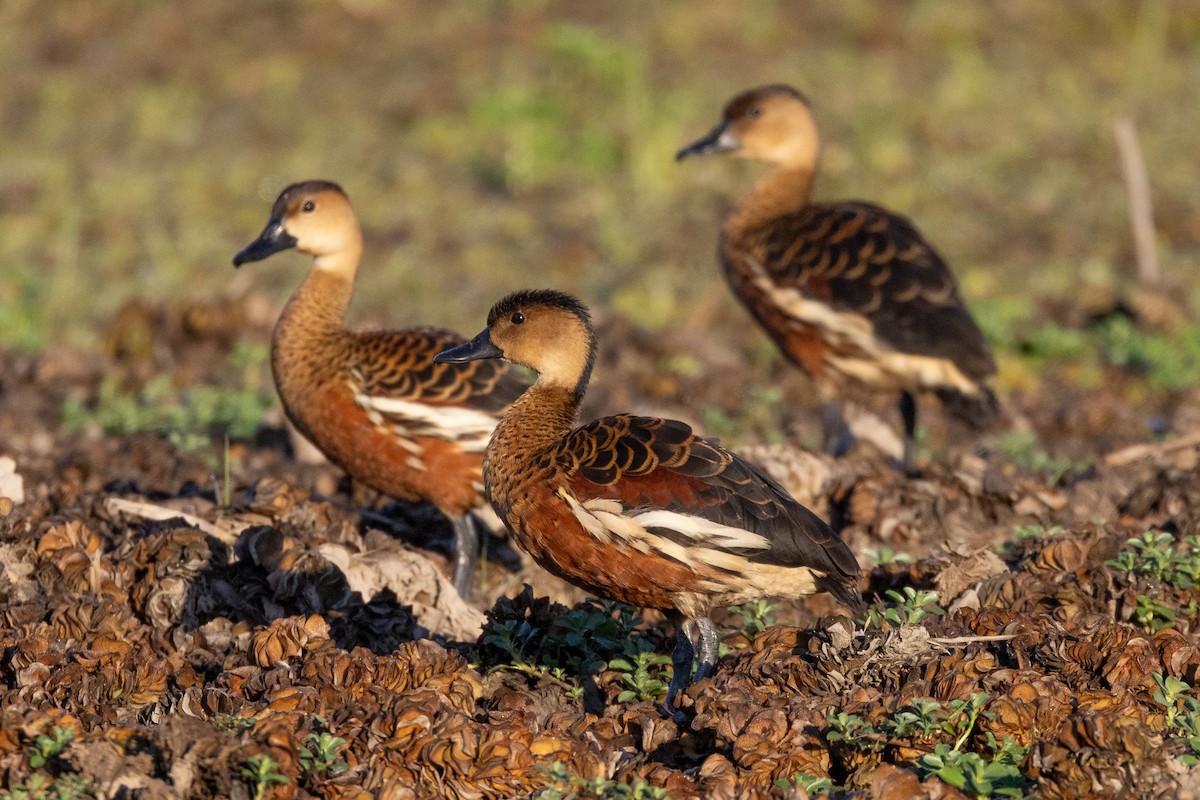 Странствующая древесная утка - ML646601820