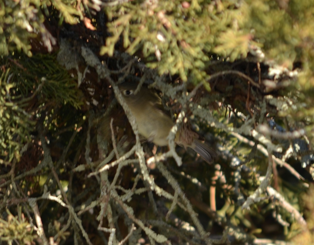 Ruby-crowned Kinglet - ML646601821