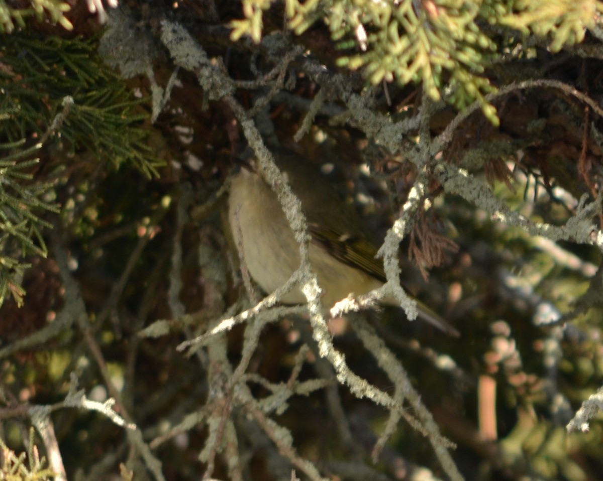 Ruby-crowned Kinglet - ML646601822