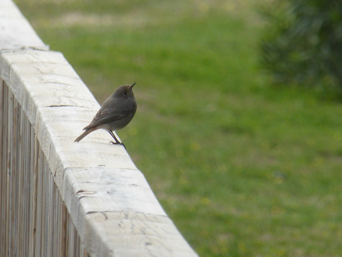 Black Redstart - ML646601823