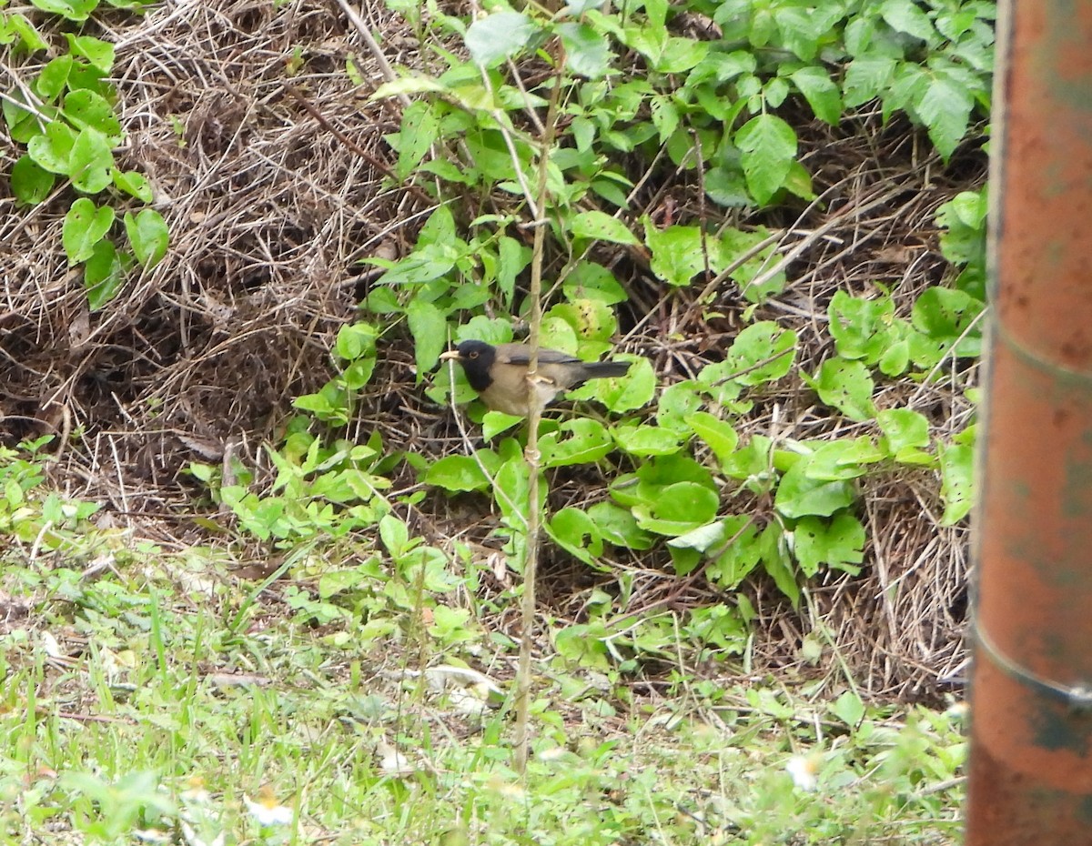 Дрозд-капуцин - ML646601824