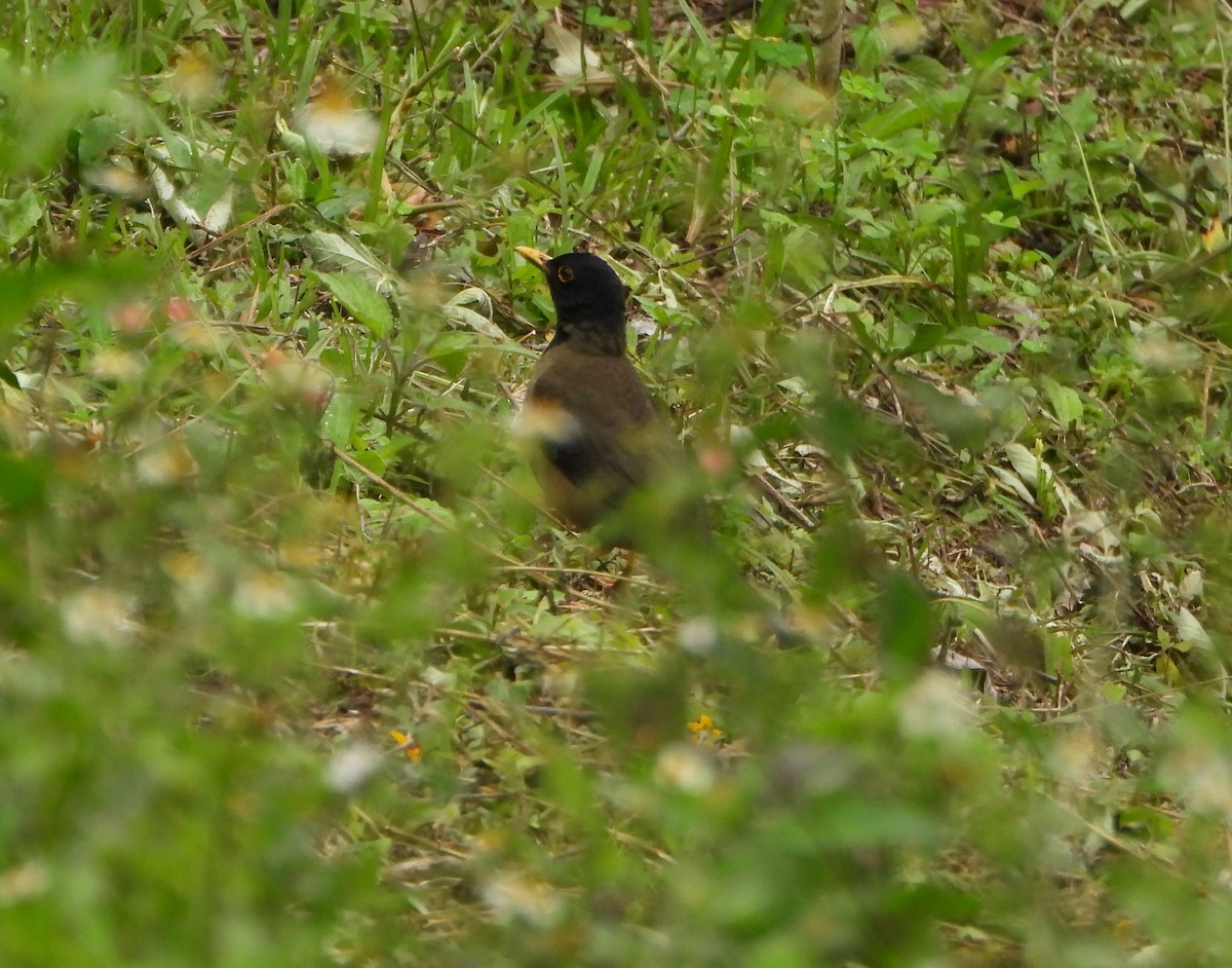 Дрозд-капуцин - ML646601825