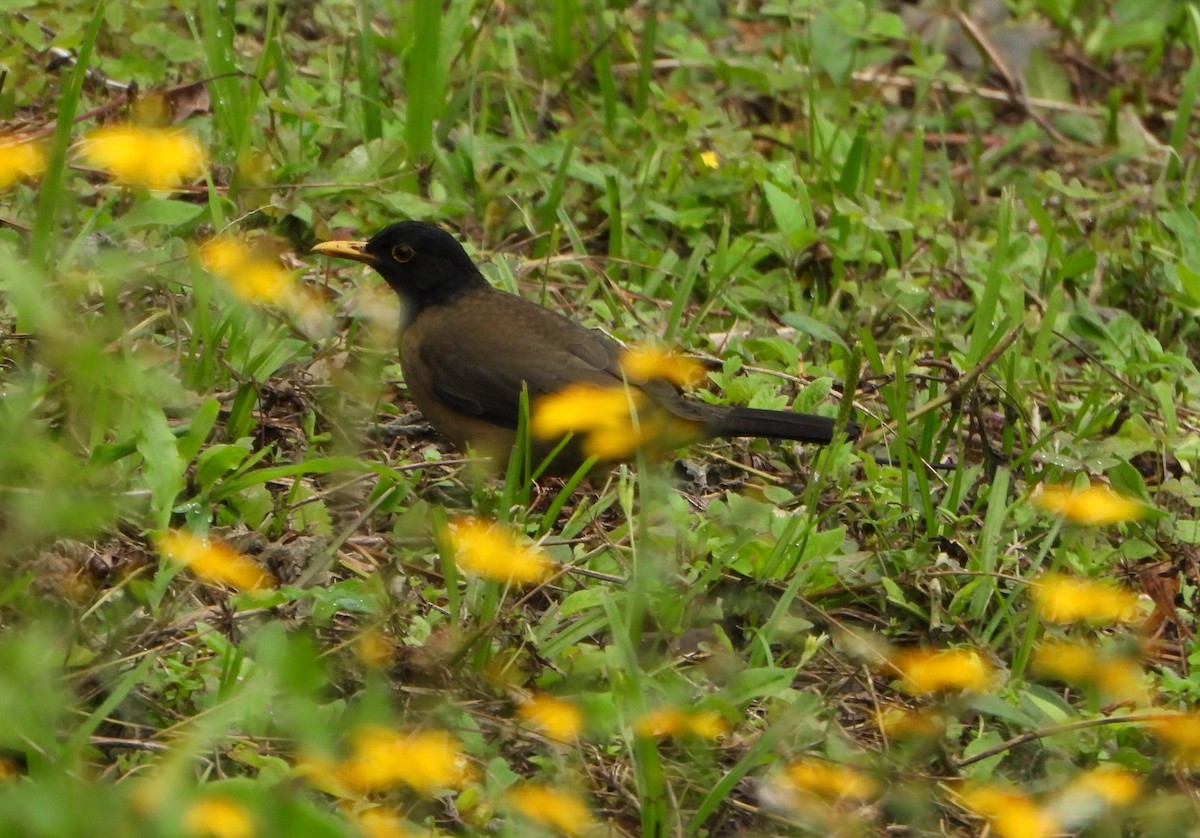 Дрозд-капуцин - ML646601826