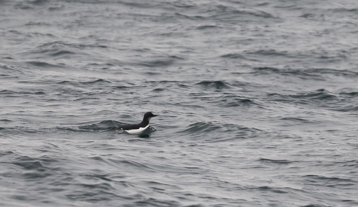 alkoun tlustozobý - ML646601827