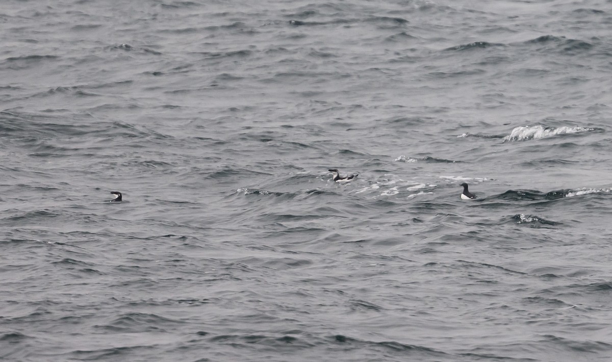 alkoun tlustozobý - ML646601828