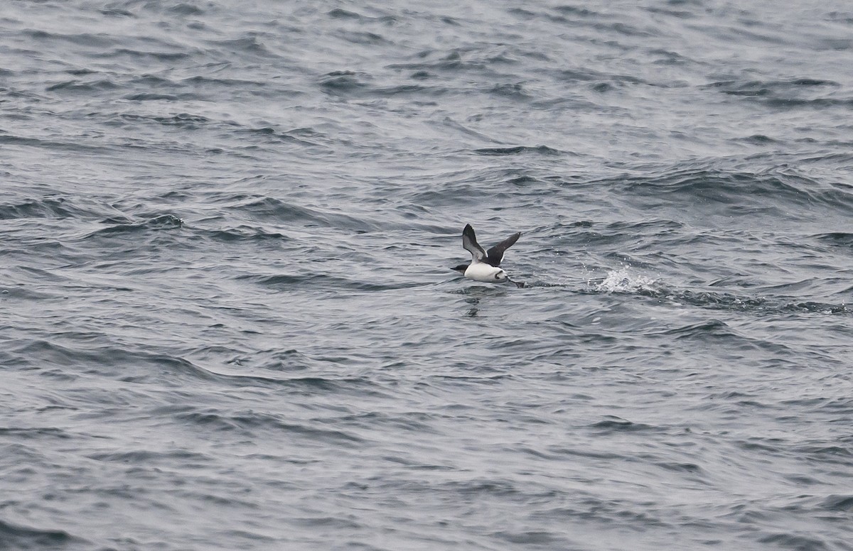 alkoun tlustozobý - ML646601829