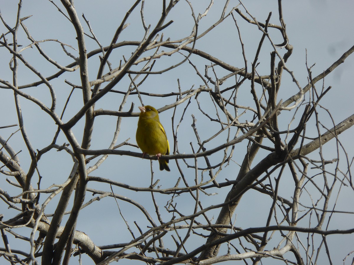 European Greenfinch - ML646601830