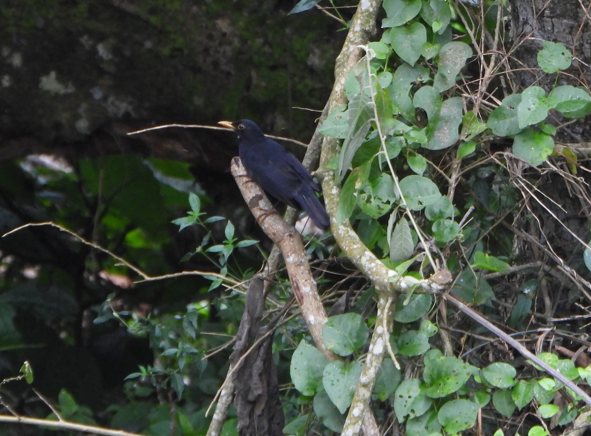Glossy-black Thrush - ML646601831