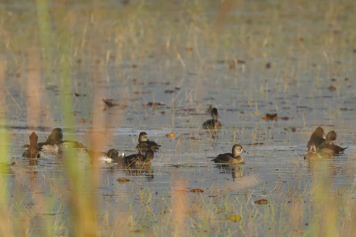Ring-necked Duck - ML646601832