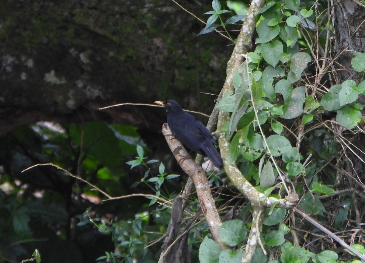 Glossy-black Thrush - ML646601833