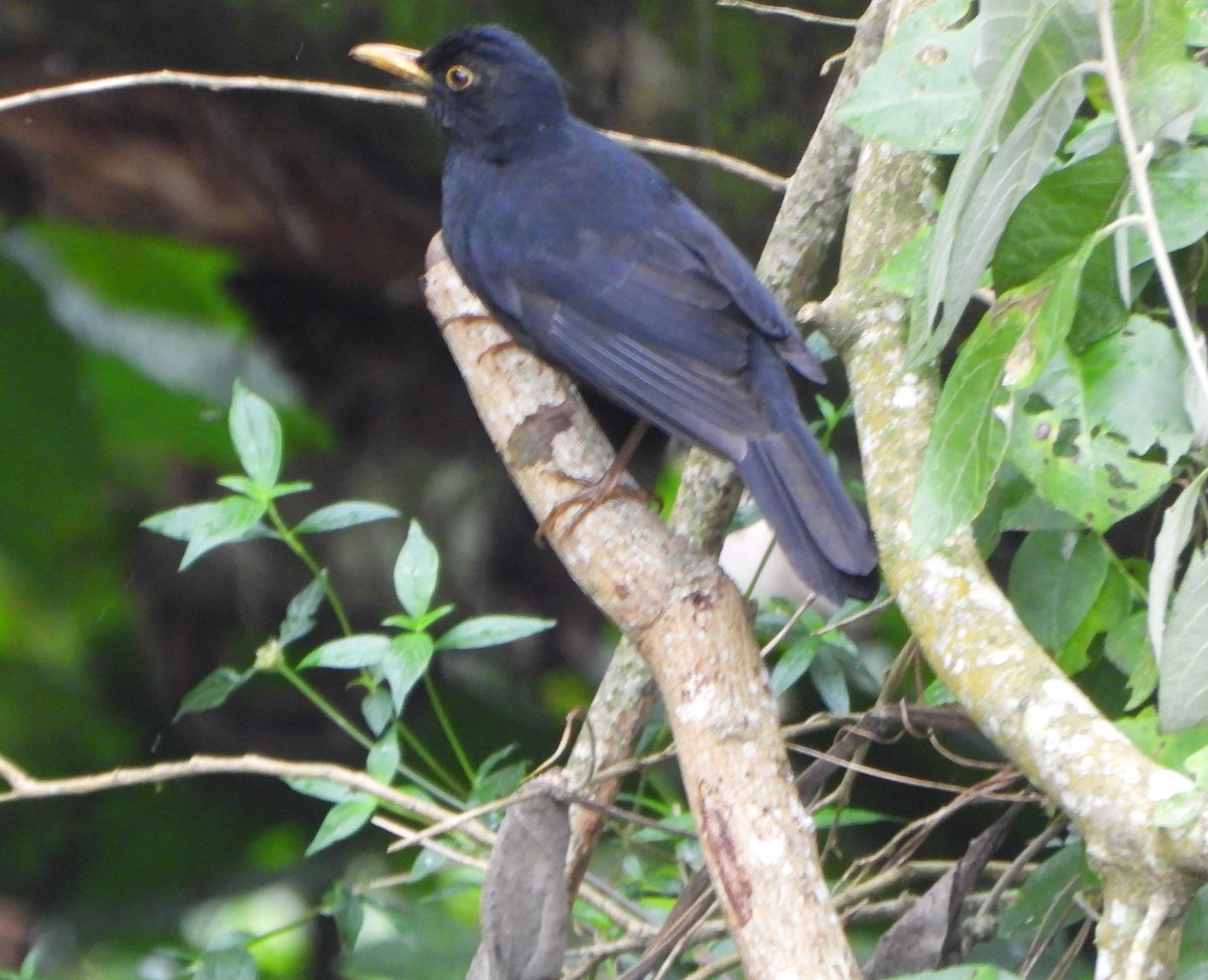 Glossy-black Thrush - ML646601834