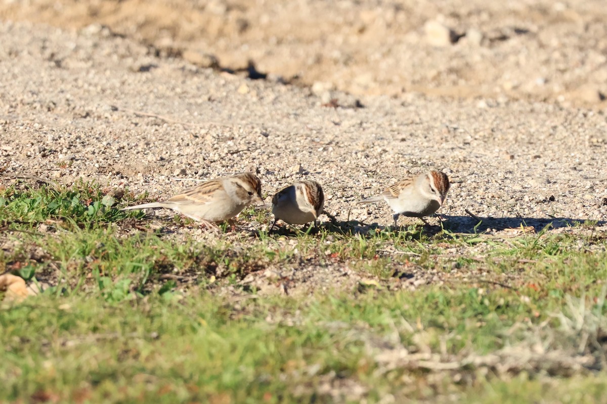 Chipping Sparrow - ML646601849