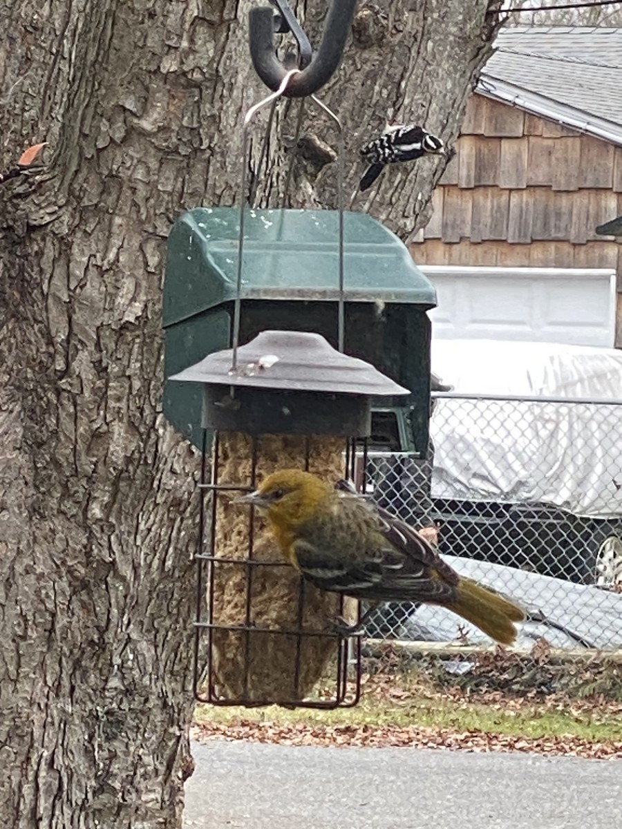 Baltimore Oriole - ML646601862