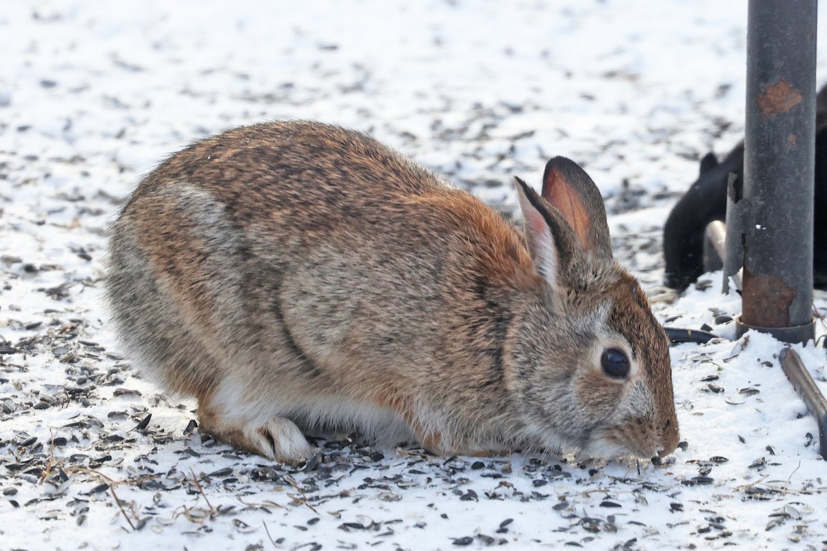 lapin à queue blanche - ML646601863