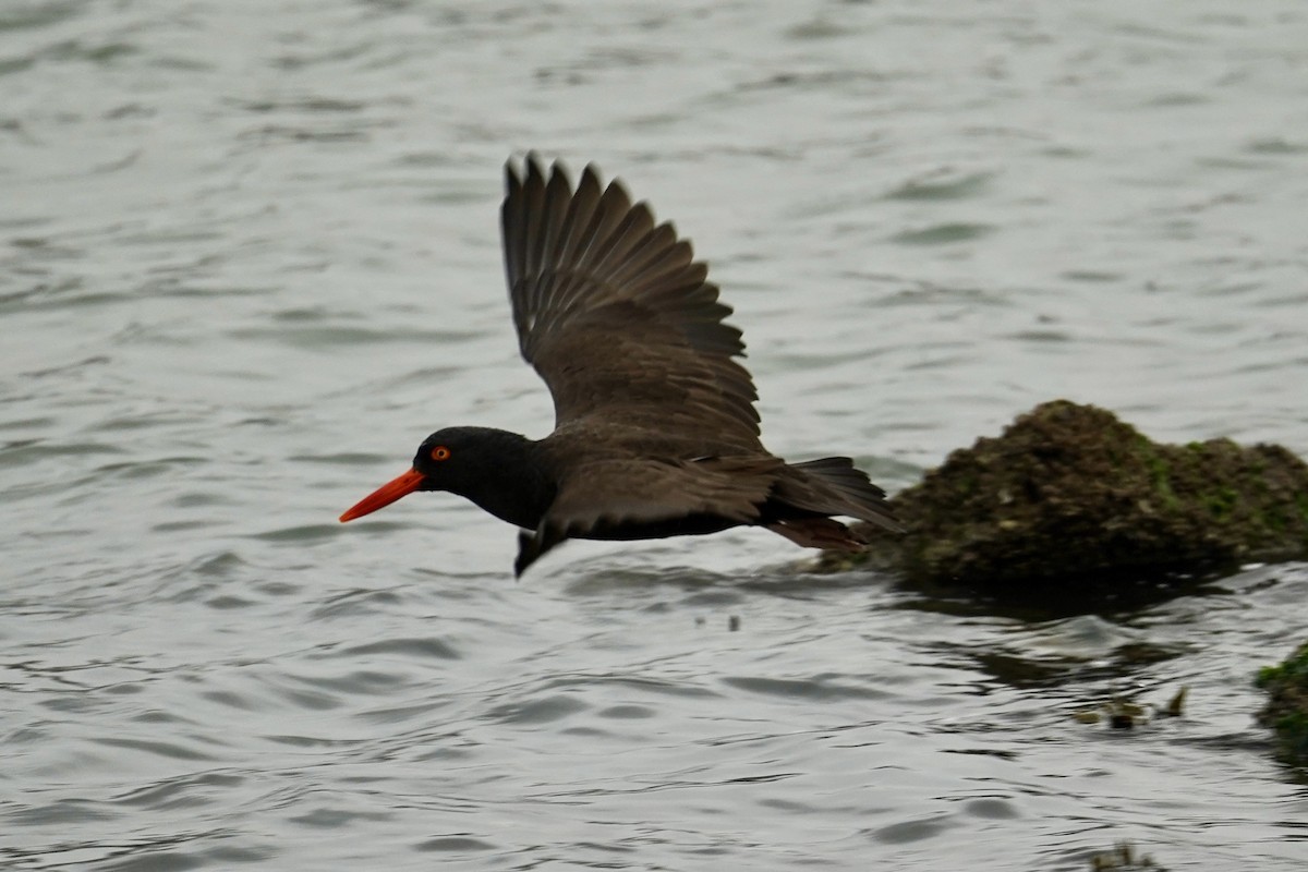 Black Oystercatcher - ML646601864