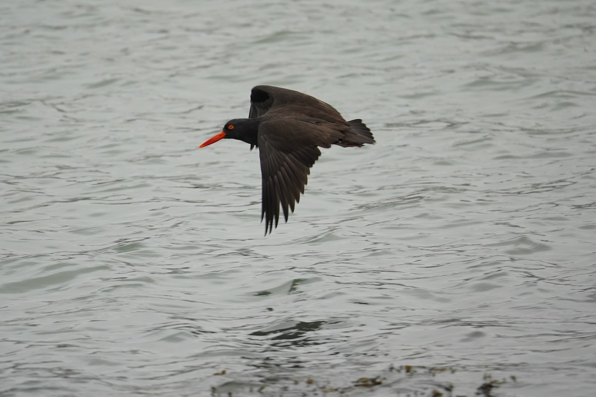 Black Oystercatcher - ML646601865