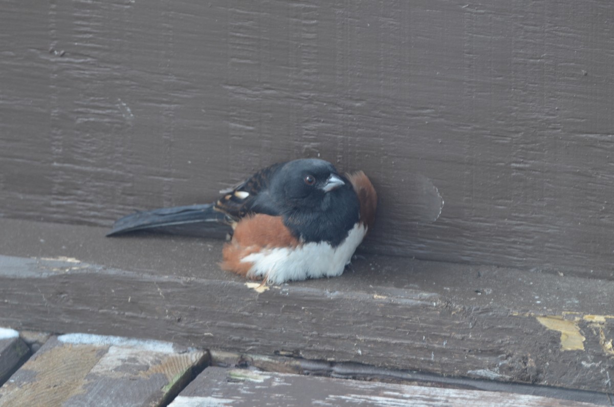 Тауї східний - ML646601866