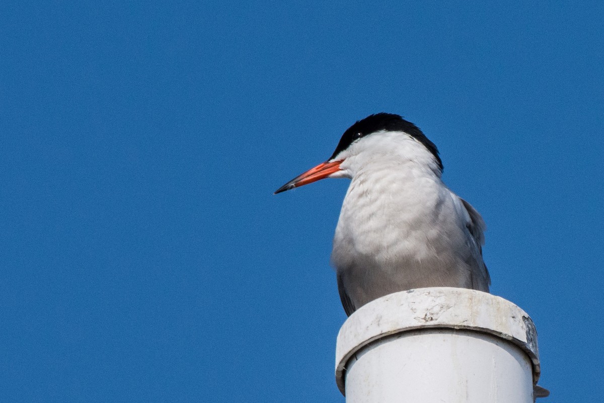 Common Tern - ML646601867