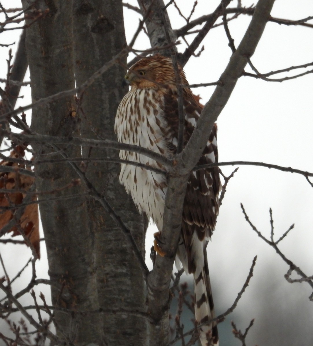Cooper's Hawk - ML646601868