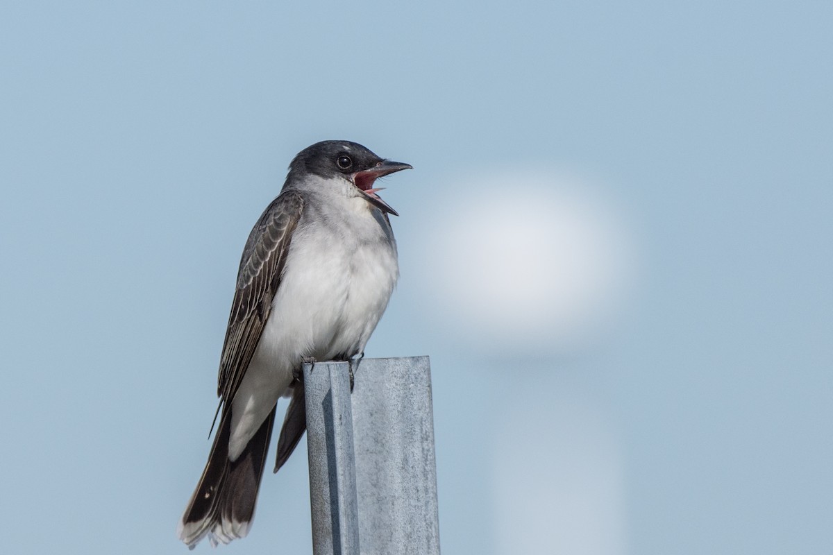 オウサマタイランチョウ - ML646601869