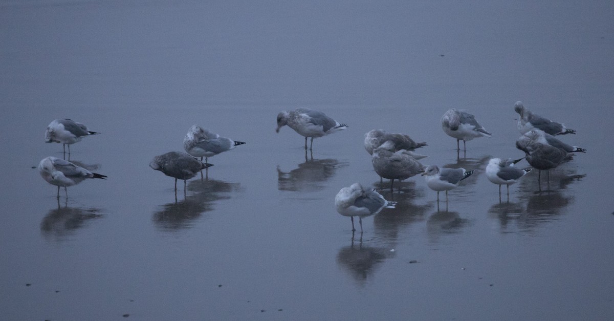 gull sp. - ML646601870