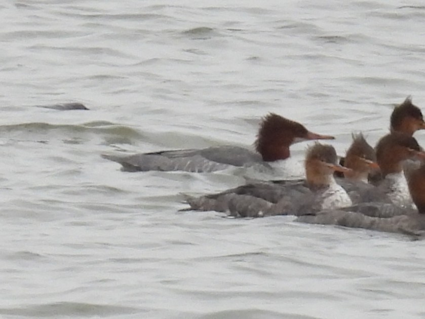 Common Merganser - ML646601871