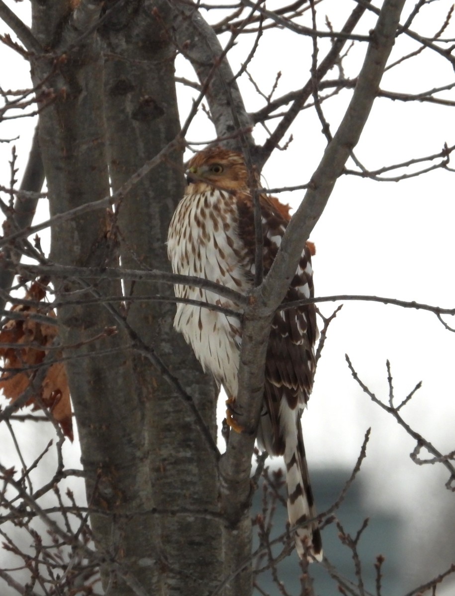 Cooper's Hawk - ML646601873