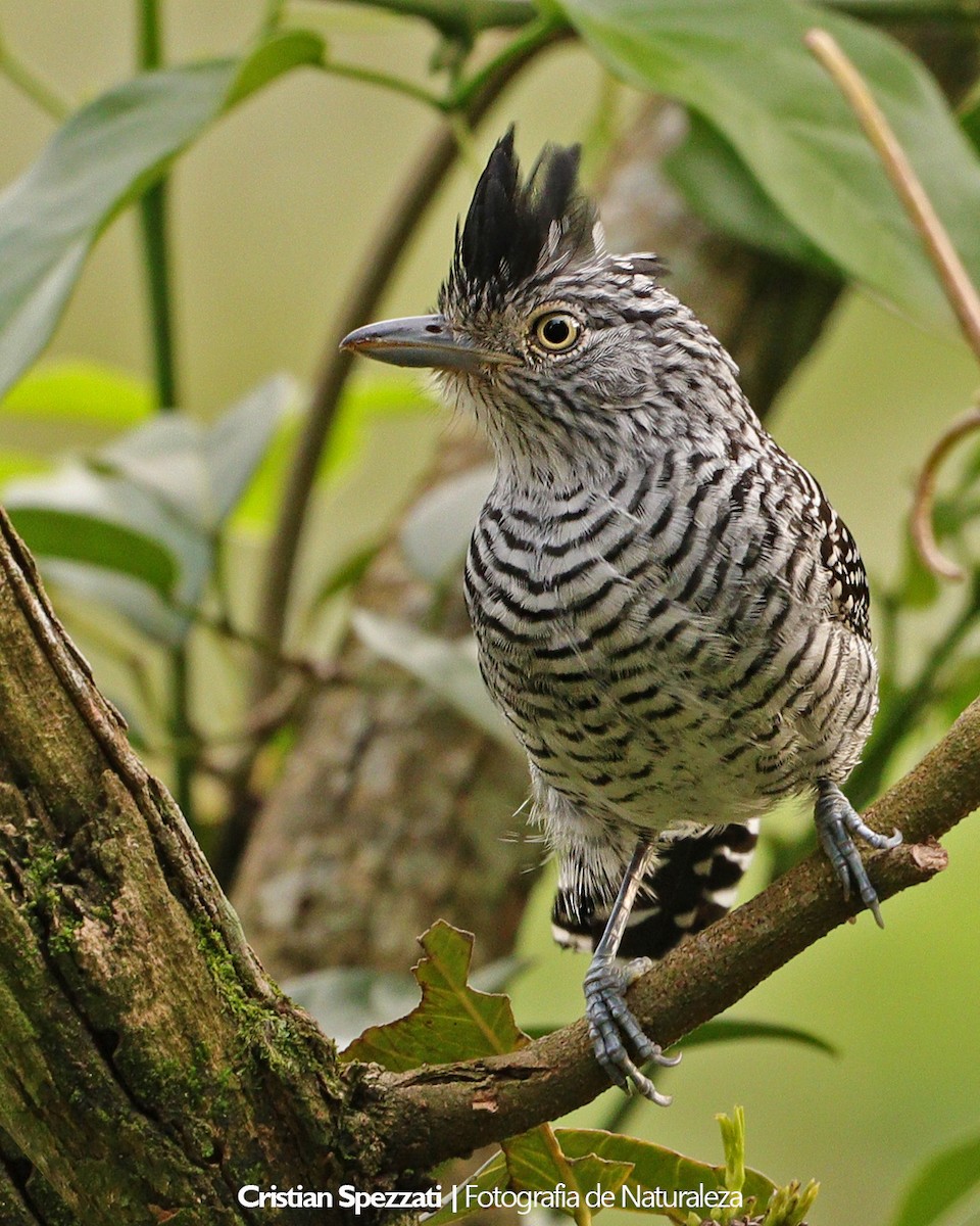 Barred Antshrike - ML646601877