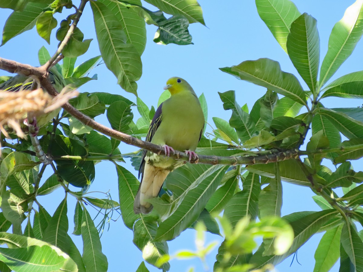 Sri Lanka Green-Pigeon - ML646601878