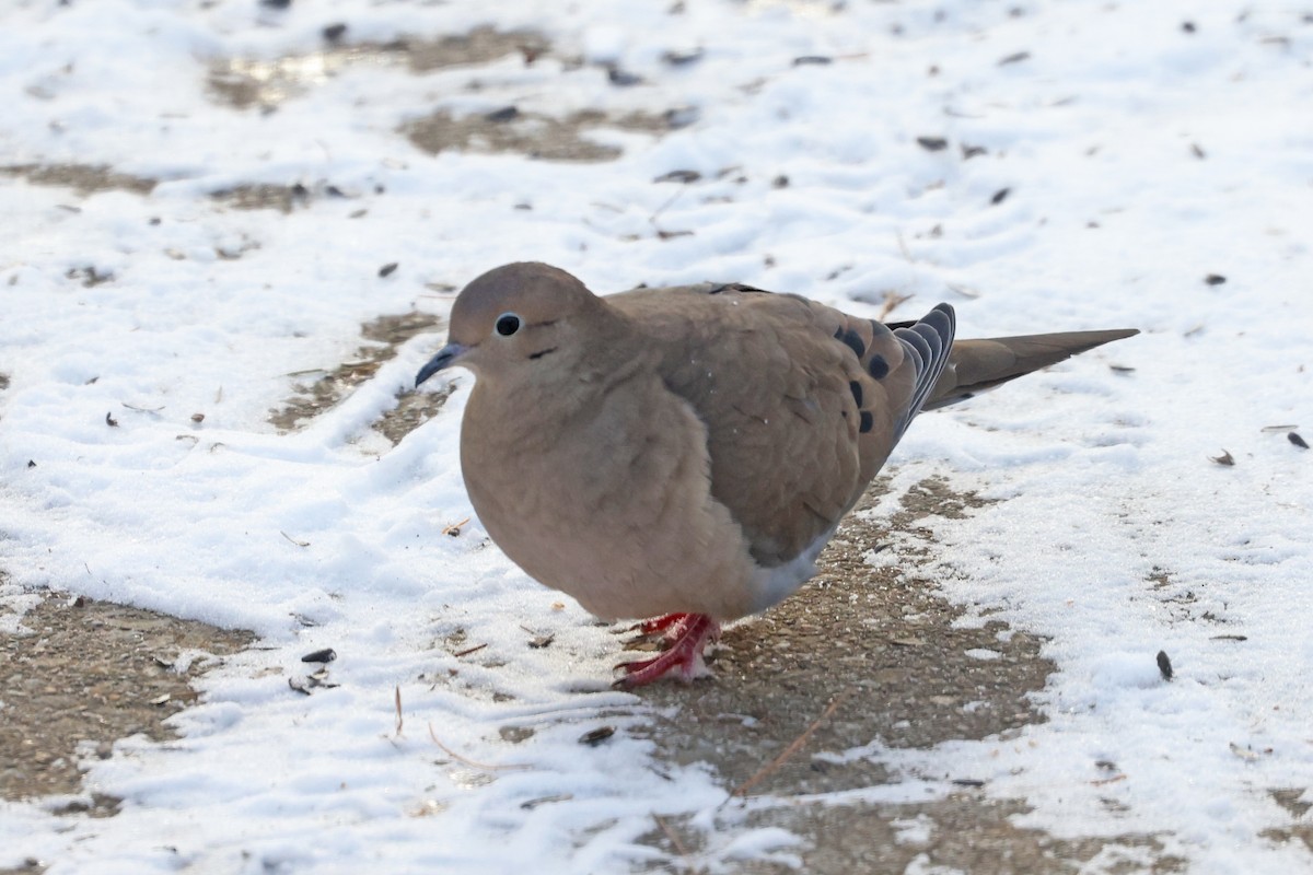 Tourterelle triste - ML646601879