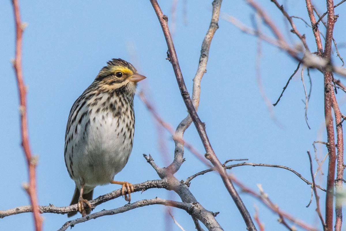 サバンナシトド - ML646601880