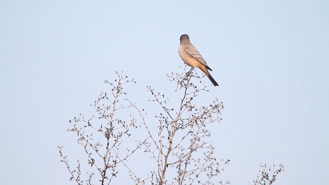 Феб великий - ML646601881