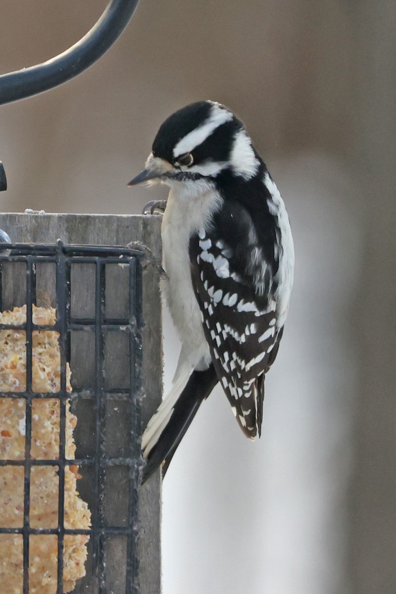 Pic mineur - ML646601882