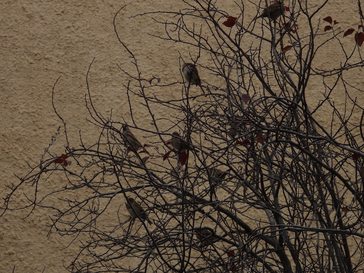 Passera oltremontana - ML646601883