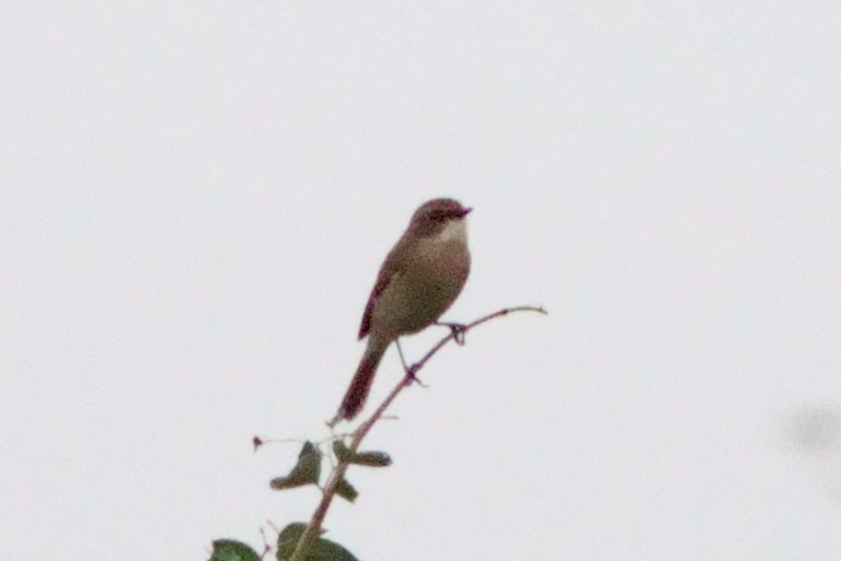 ヤマザキヒタキ - ML646601884