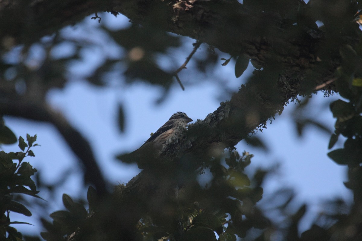 ムネアカイカル - ML646601885