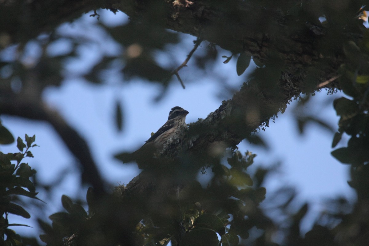 ムネアカイカル - ML646601886