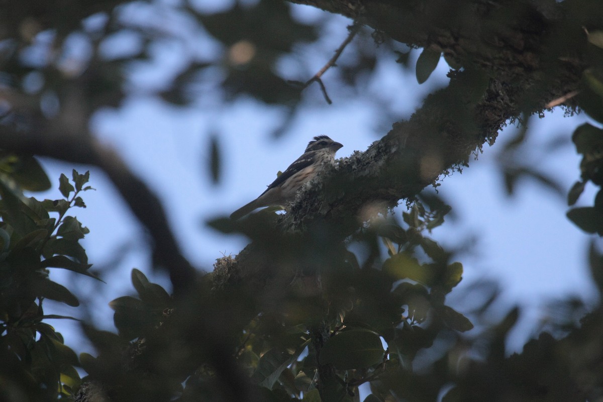 ムネアカイカル - ML646601887