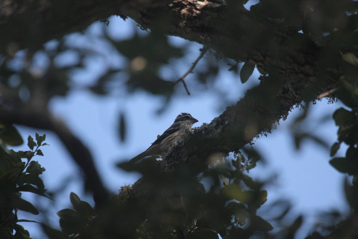 ムネアカイカル - ML646601888