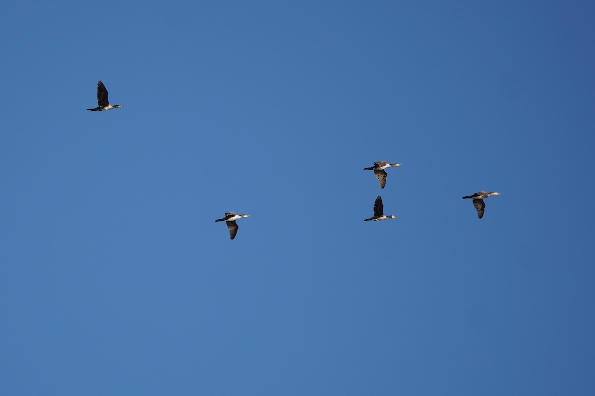 カワウ - ML646601889