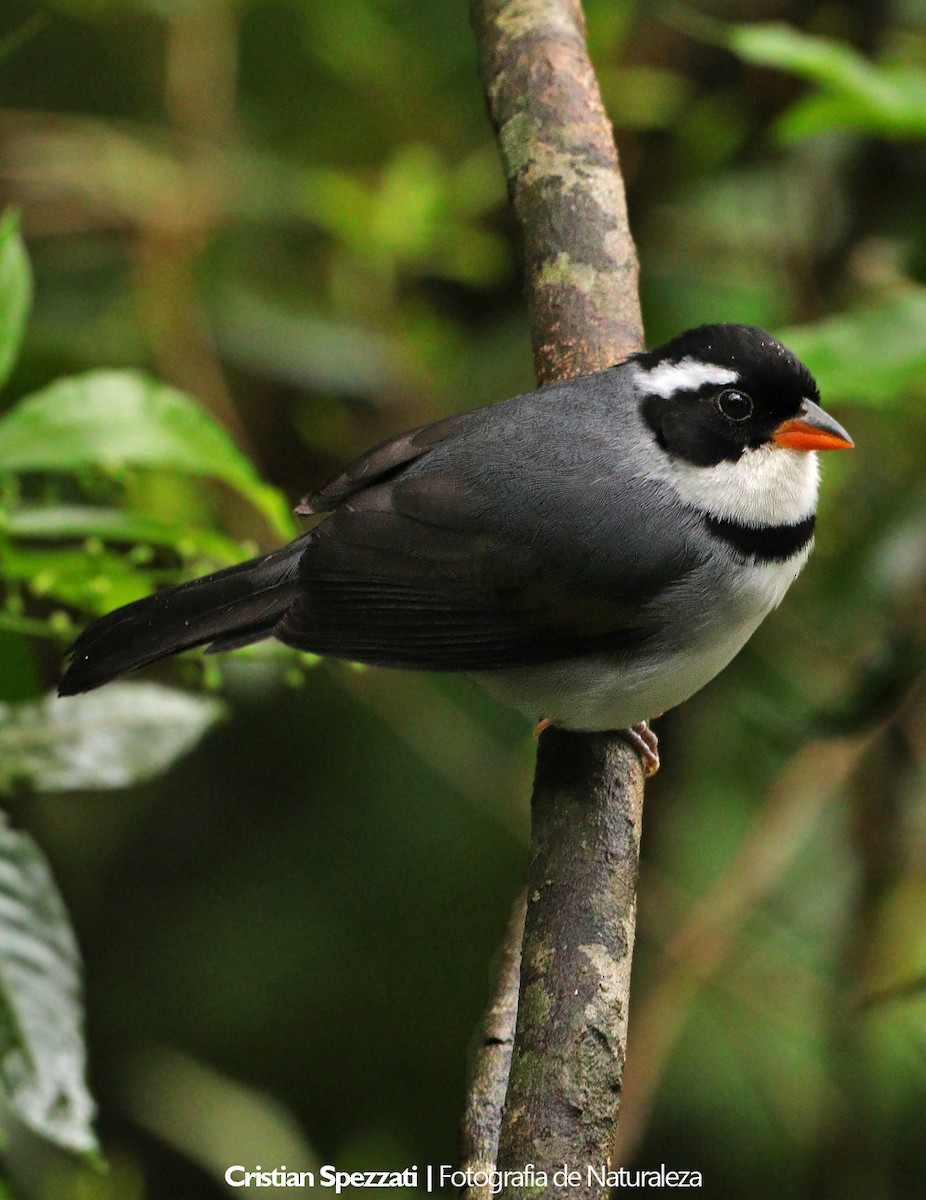 Saffron-billed Sparrow - ML646601890