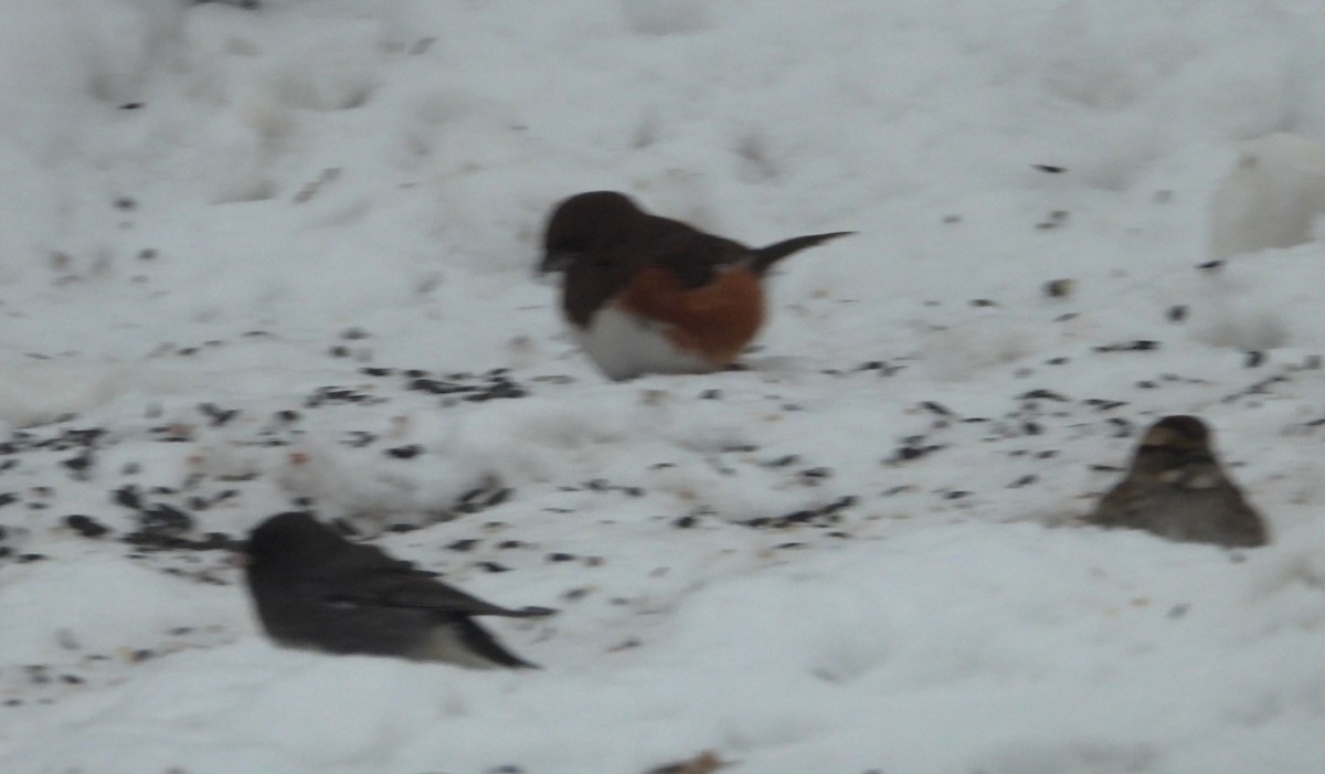 ワキアカトウヒチョウ - ML646601891