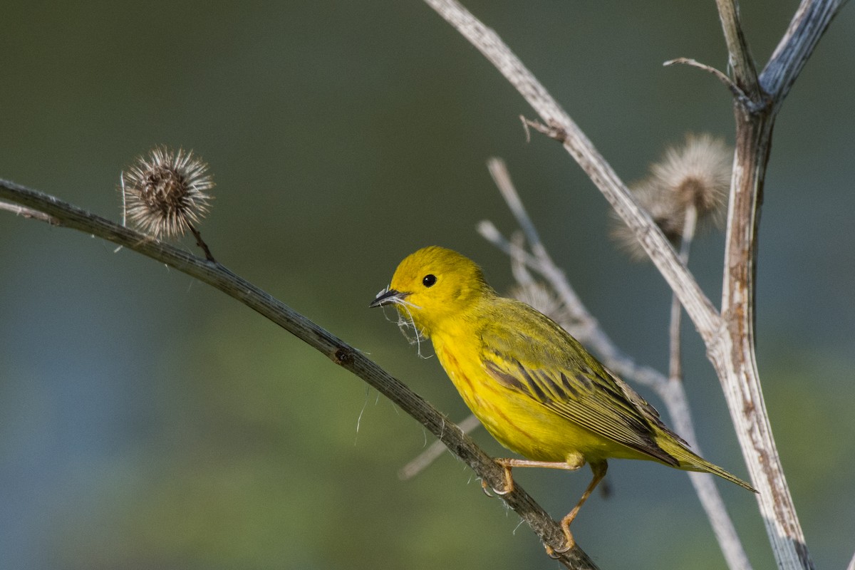 Northern Yellow Warbler - ML646601896