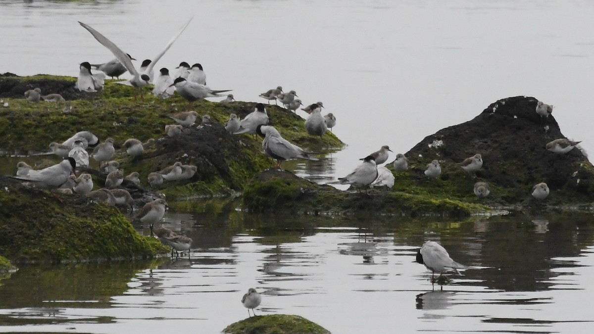 サルハマシギ - ML646601897