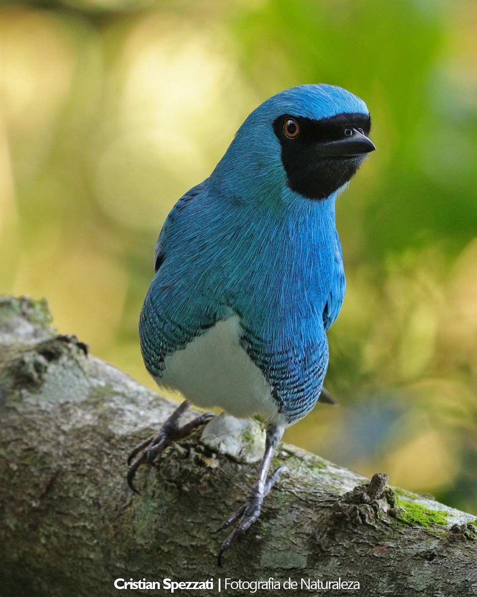 ツバメフウキンチョウ - ML646601899