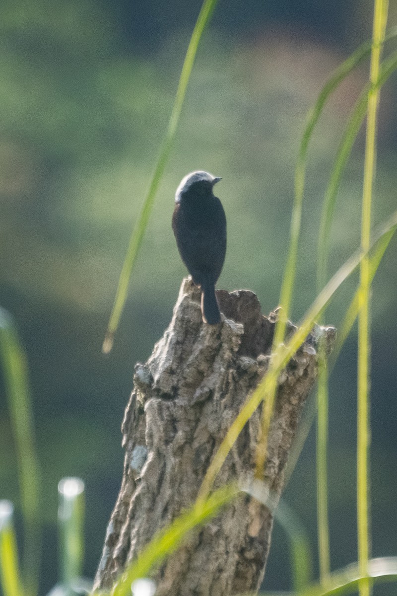 シラガフタオタイランチョウ - ML646601900