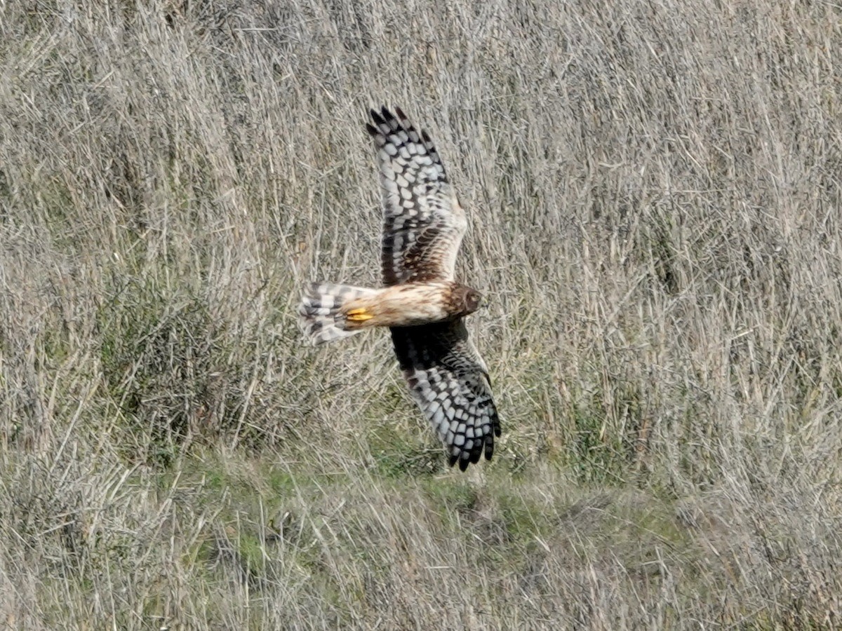 アメリカハイイロチュウヒ - ML646601902