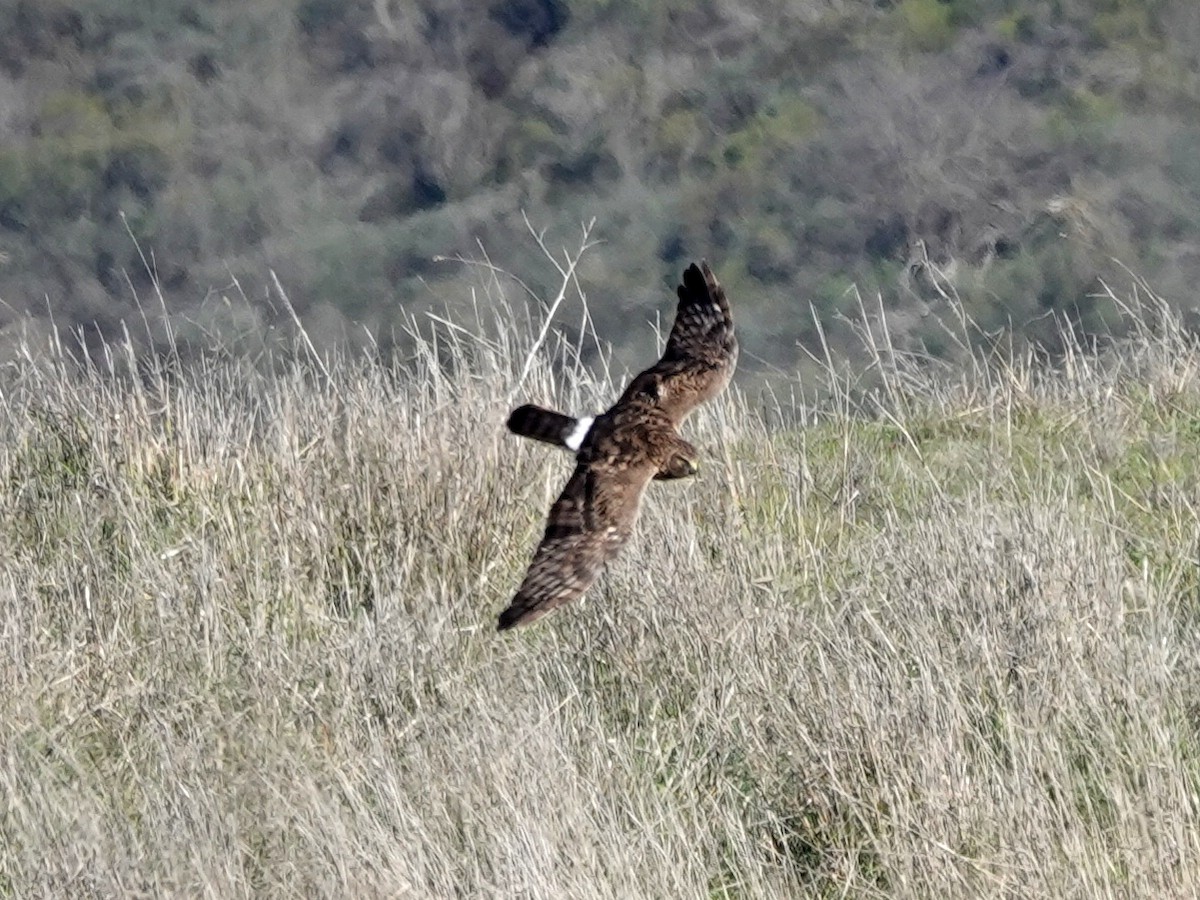 アメリカハイイロチュウヒ - ML646601903