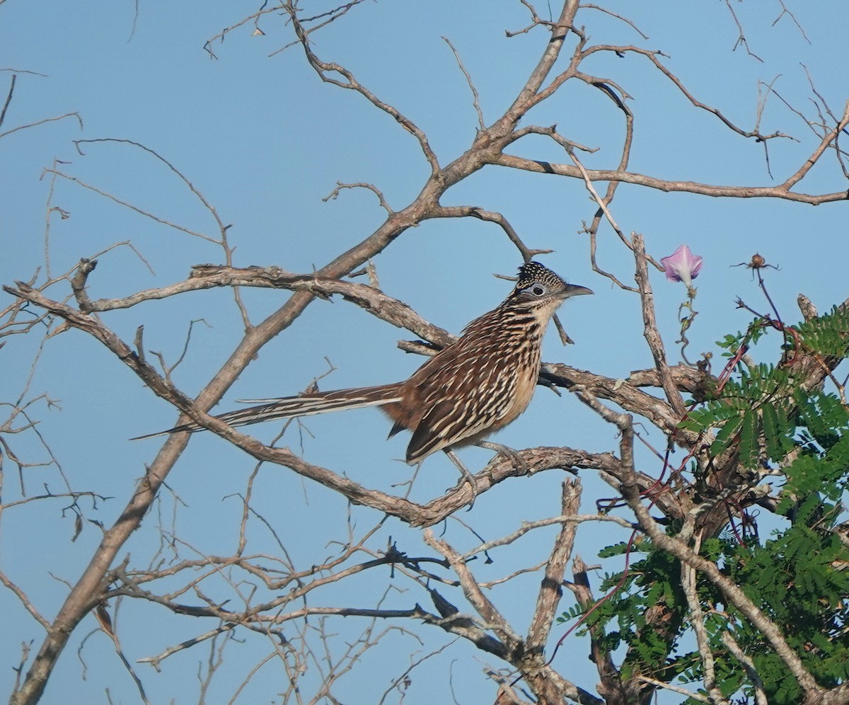 コミチバシリ - ML646601904